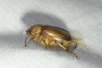 Rhizotrogus aestivus