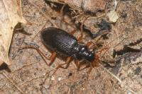 Leistus rufomarginatus
