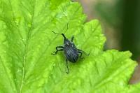 Anthonomus