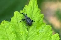 Anthonomus