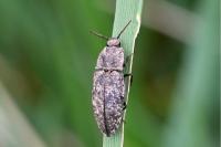 Agrypnus murinus
