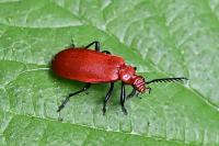 Pyrochroa serraticornis