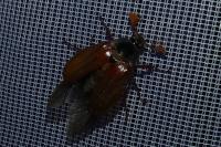 Melolontha melolontha