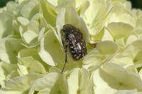 Oxythyrea funesta
