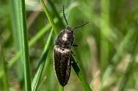 Cidnopus pilosus