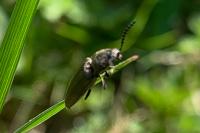 Cidnopus pilosus