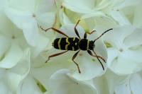 Clytus arietis