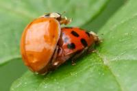 Harmonia axyridis