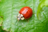 Harmonia axyridis