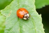 Harmonia axyridis