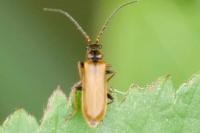 Rhagonycha nigriventris
