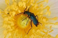 Malachius bipustulatus