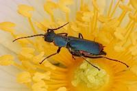 Malachius bipustulatus