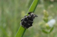 Valgus hemipterus