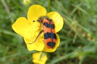 Trichodes alvearius