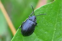 Galeruca luctuosa