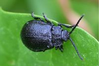 Galeruca luctuosa