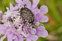 Oxythyrea funesta