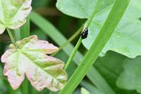 Psylliodes chrysocephala
