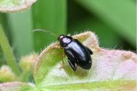 Psylliodes chrysocephala