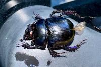 Anoplotrupes stercorosus