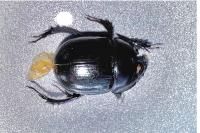 Anoplotrupes stercorosus