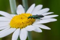 Oedemera nobilis