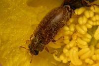 Byturus ochraceus