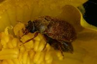Byturus ochraceus