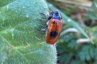 Clytra laeviuscula