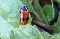 Clytra laeviuscula