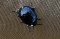 Chrysolina haemoptera