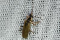 Cantharis decipiens