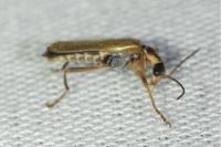 Cantharis decipiens
