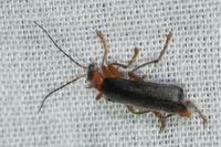 Cantharis pellucida