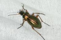 Carabus auratus