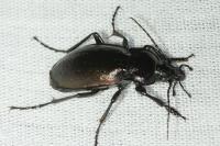 Carabus nemoralis