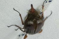 Melolontha melolontha