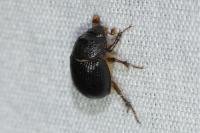 Odonteus armiger