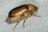 Rhizotrogus aestivus