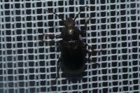 Stenomax aeneus