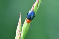 Podagrica fuscipes