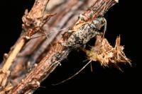 Leiopus femoratus
