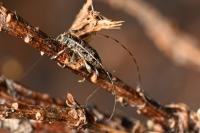 Leiopus femoratus