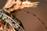 Leiopus femoratus