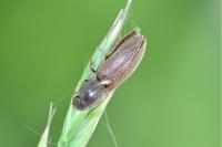 Agriotes