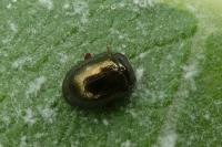 Chrysolina bankii