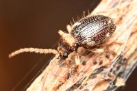 Ptinus bidens