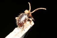 Ptinus bidens