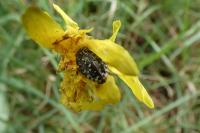 Oxythyrea funesta